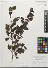 Foto von Salix myrsinifolia Salisb.